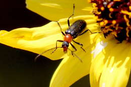 Image of Cortodera falsa (Le Conte 1859)