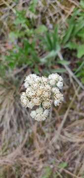 Слика од Antennaria anaphaloides Rydb.