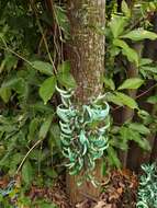 Image of Jade Vine