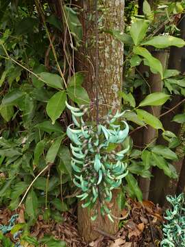 Image of Jade Vine