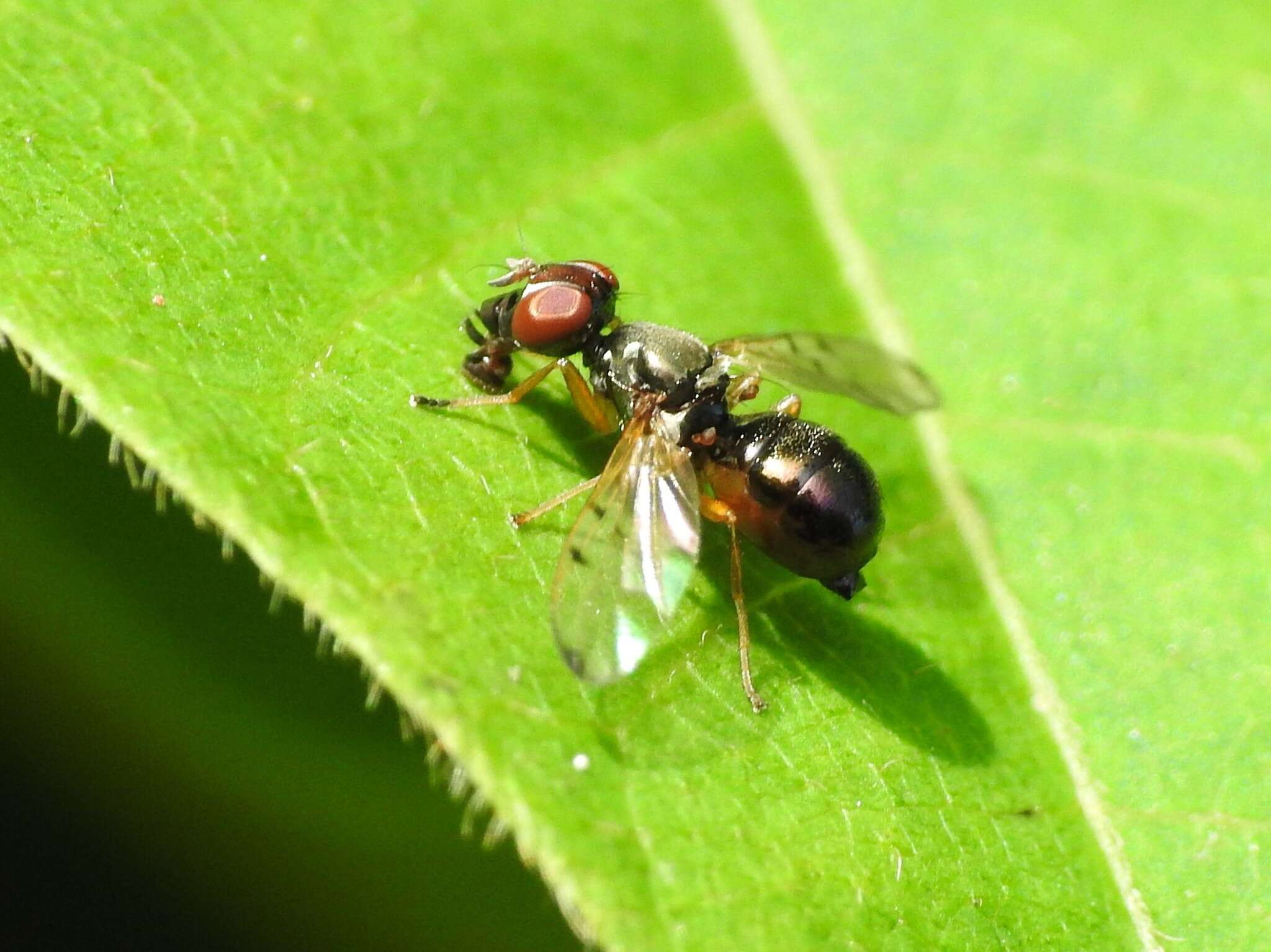 Image of Rivellia maculipennis (Bigot 1886)