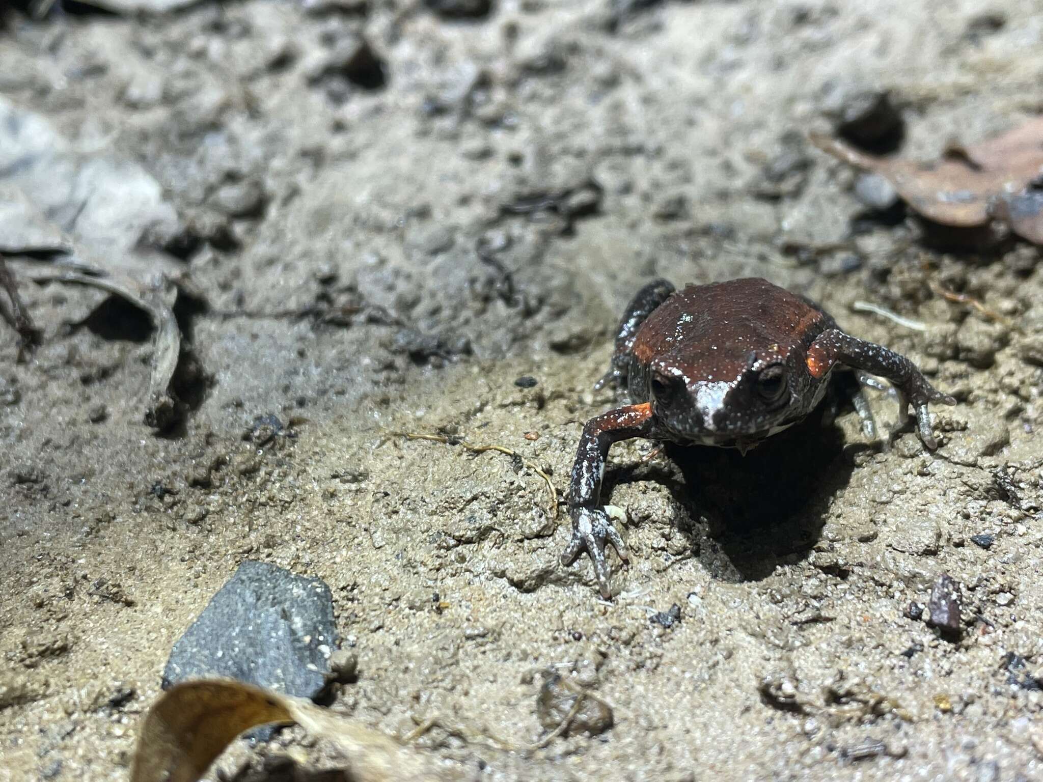 Image of Copper-backed Broodfrog