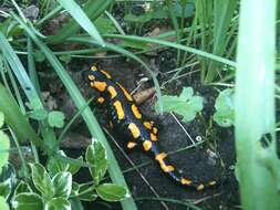 Image of Common Fire Salamander