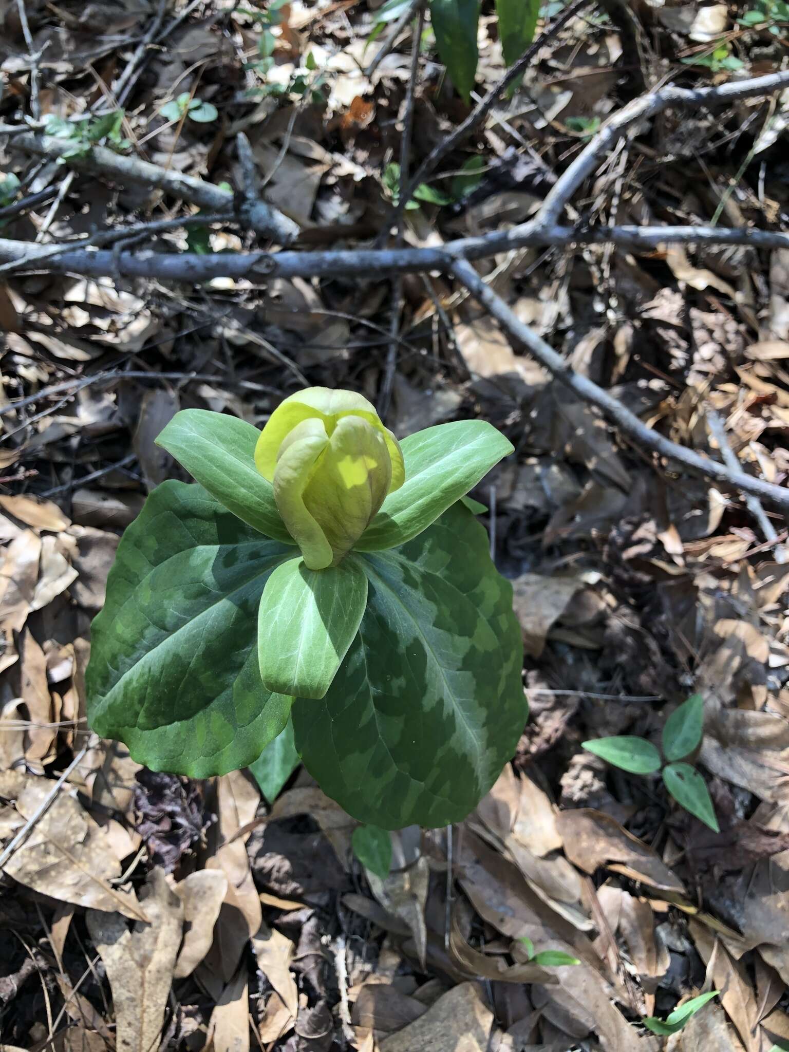 Image de Trillium decipiens J. D. Freeman