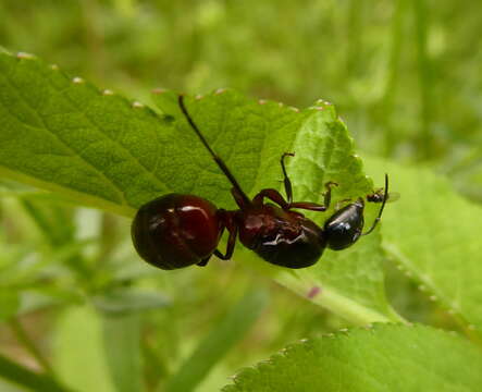 Слика од Camponotus ligniperdus (Latreille 1802)