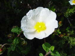 Image of salvia cistus