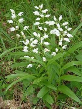 Image of Sword-leaved helleborine