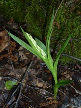 Image of Sword-leaved helleborine