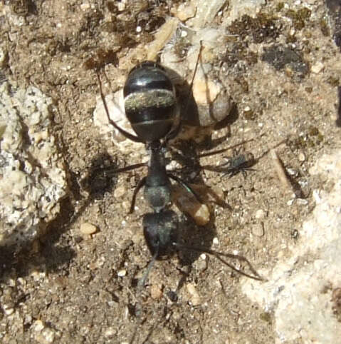 Image of Camponotus micans (Nylander 1856)