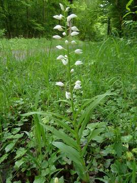 Image of Sword-leaved helleborine