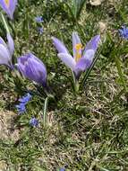 Image of Crocus neapolitanus (Ker Gawl.) Loisel.