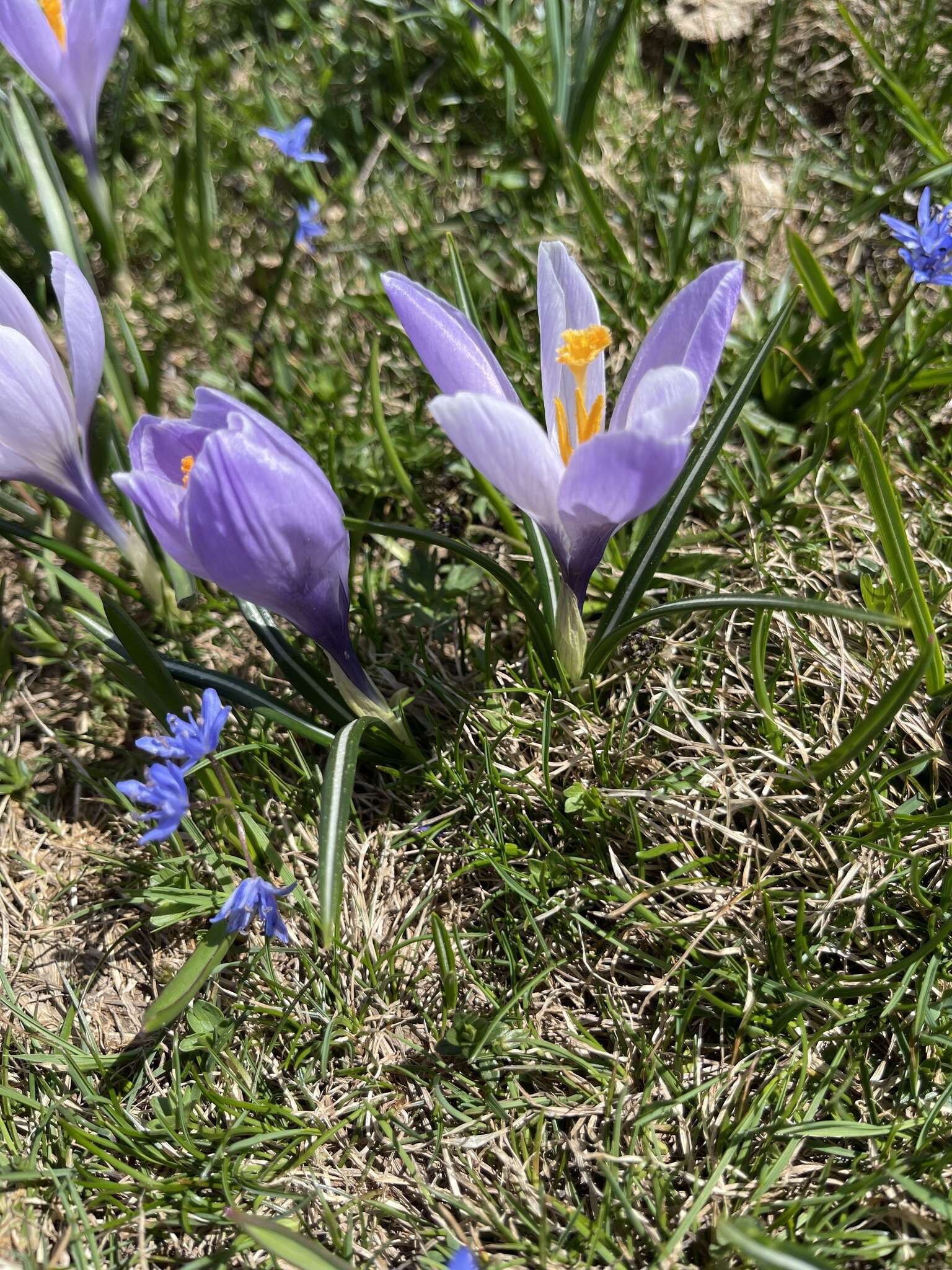 Image of Crocus neapolitanus (Ker Gawl.) Loisel.