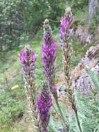 Image of Astragalus listoniae Boiss.