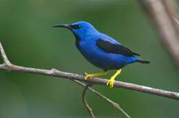 Image of Shining Honeycreeper