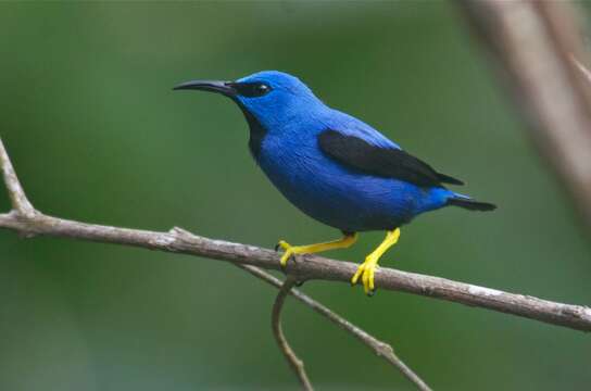 Image of Shining Honeycreeper