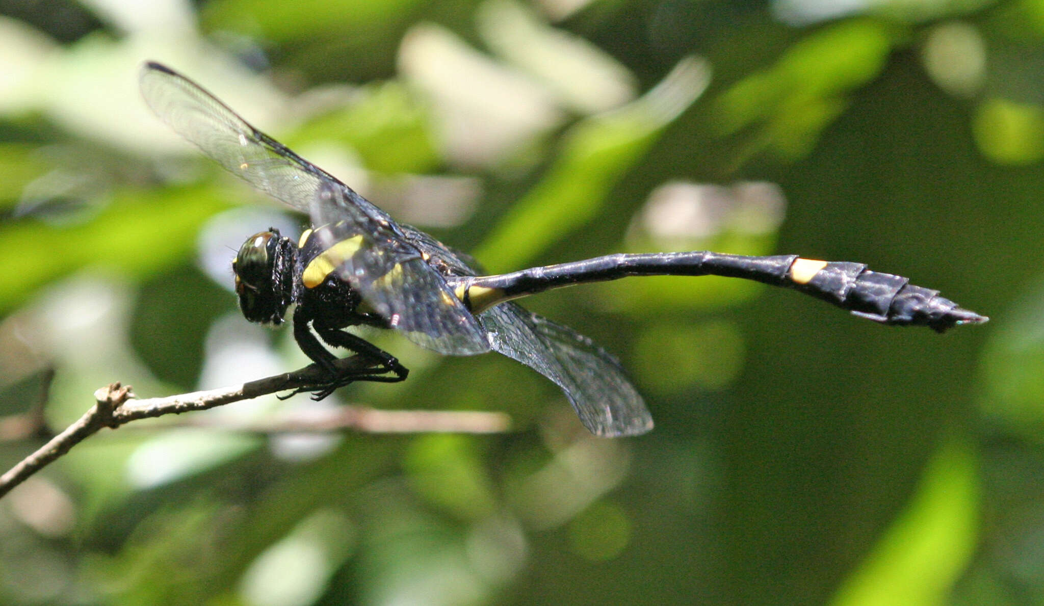 Imagem de Gomphidictinus perakensis (Laidlaw 1902)