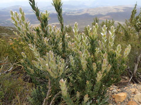 Image of Leucadendron nervosum Phillips & Hutchinson