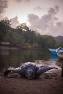 Image of Leatherback sea turtle