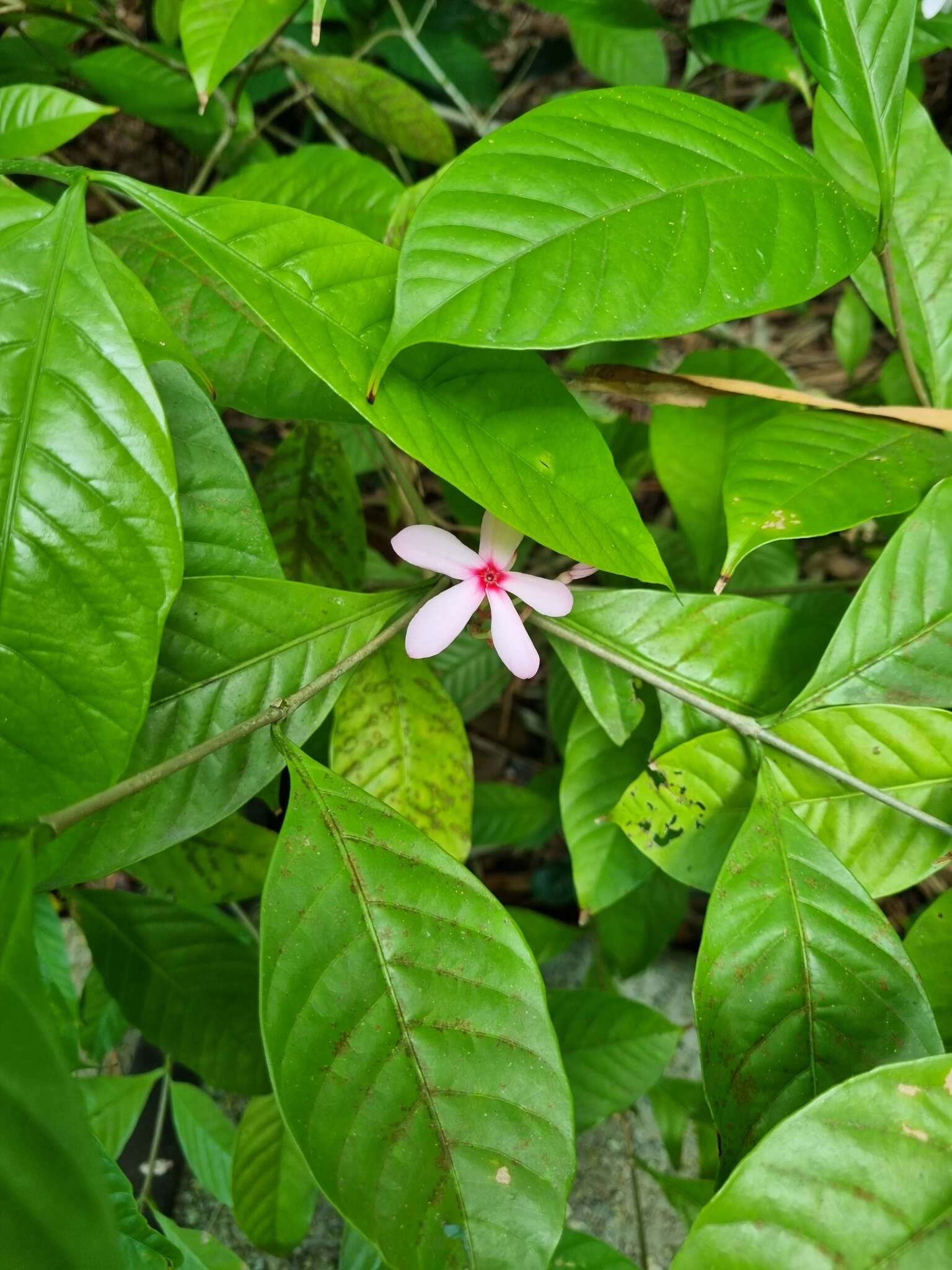 Image of Kopsia fruticosa (Ker-Gawl.) A. DC.