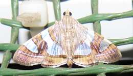 Glyphodes bitriangulalis Gaede 1917 resmi