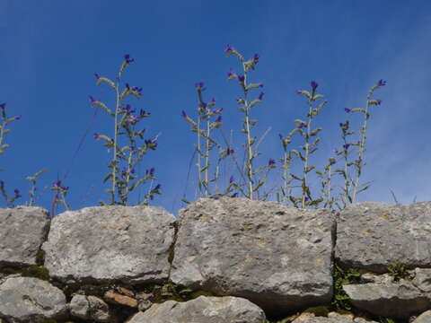 Image of Echium vulgare subsp. pustulatum (Sm.) E. Schmid & Gams