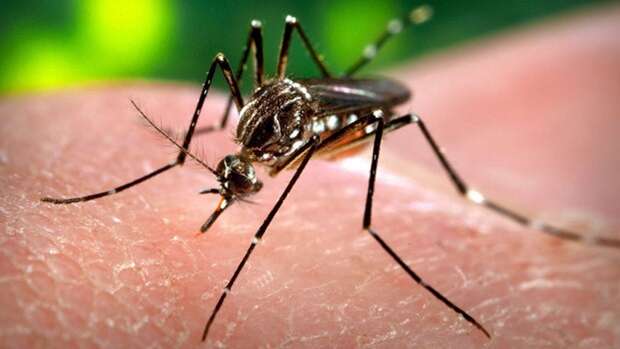 Image of Dengue fever mosquito