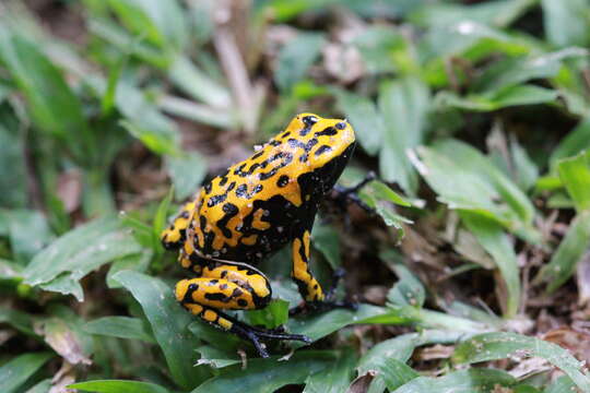 Image of Splashback Poison Frog