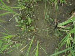 Image of Narrowleaf Water-plantain