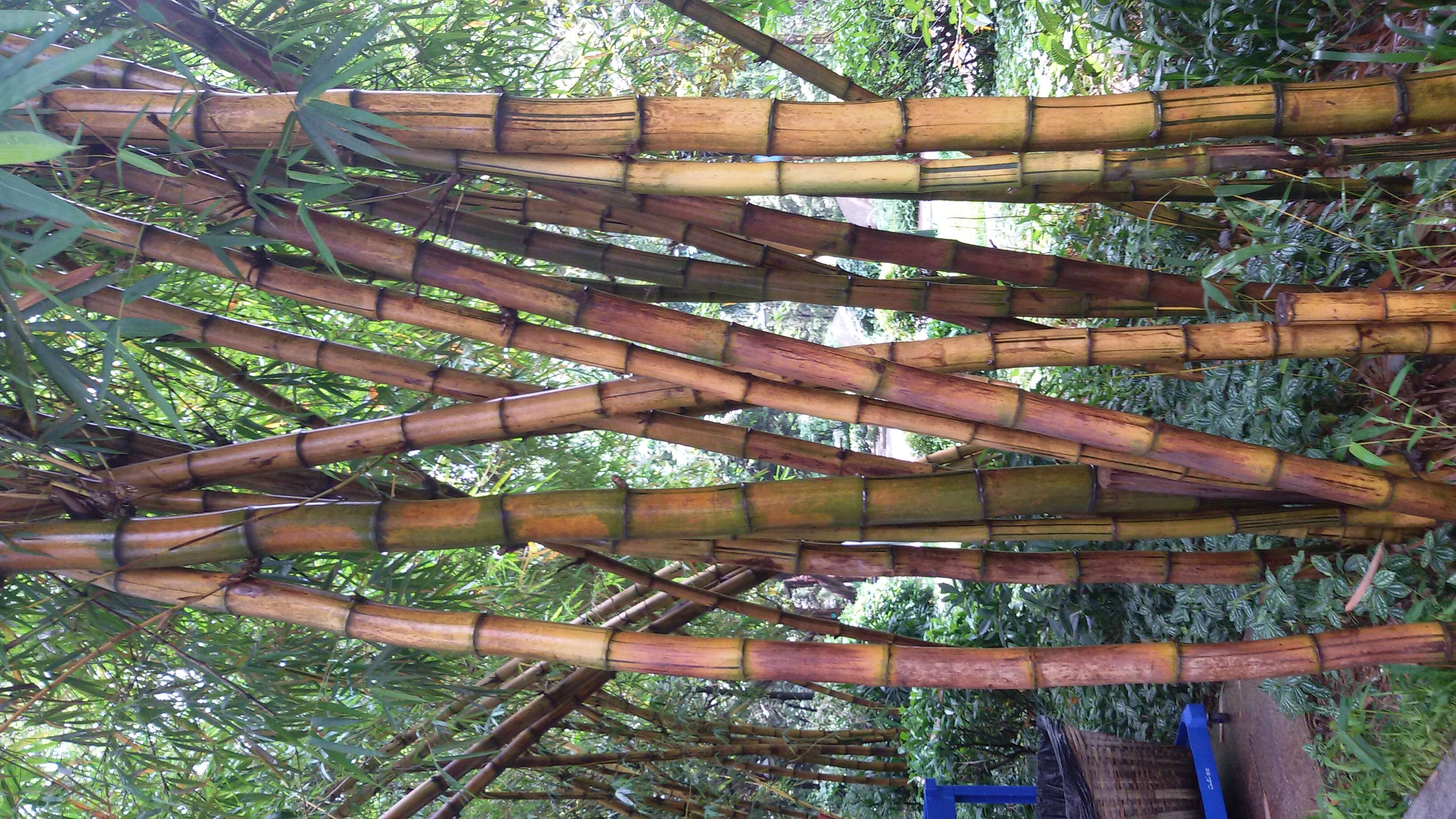 Image of common bamboo