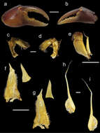 Image of Potamonautes isimangaliso Peer, Perissinotto, Gouws & Miranda 2015