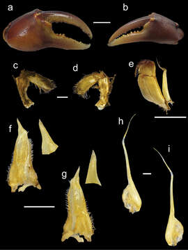 صورة Potamonautes isimangaliso Peer, Perissinotto, Gouws & Miranda 2015