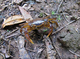 Image of Potamonautes isimangaliso Peer, Perissinotto, Gouws & Miranda 2015