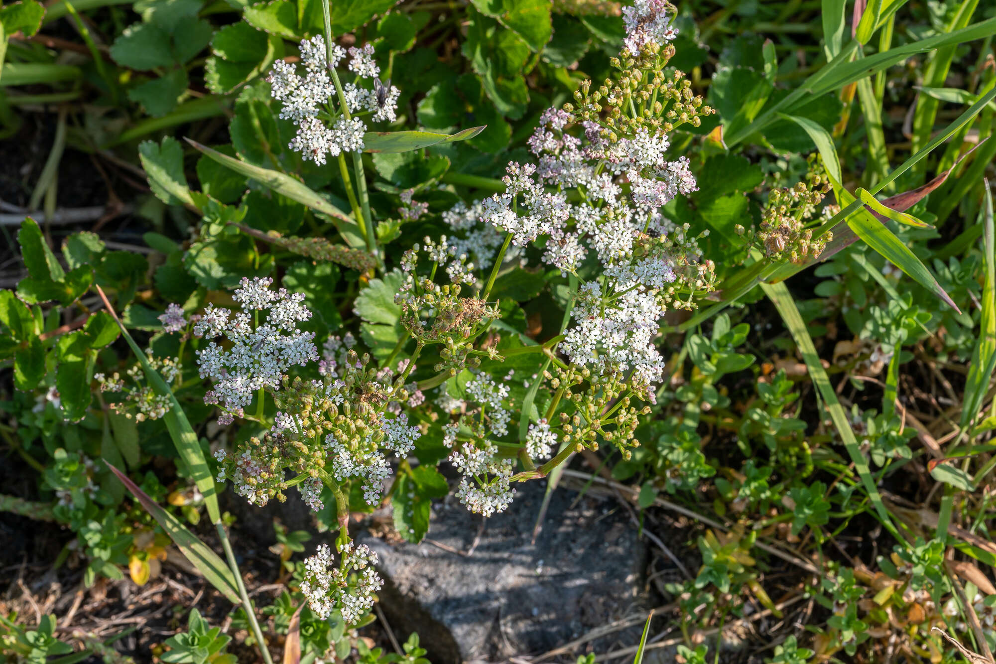 Image of Hulten's licorice-root