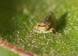 Platycorypha nigrivirga Burckhardt 1987 resmi