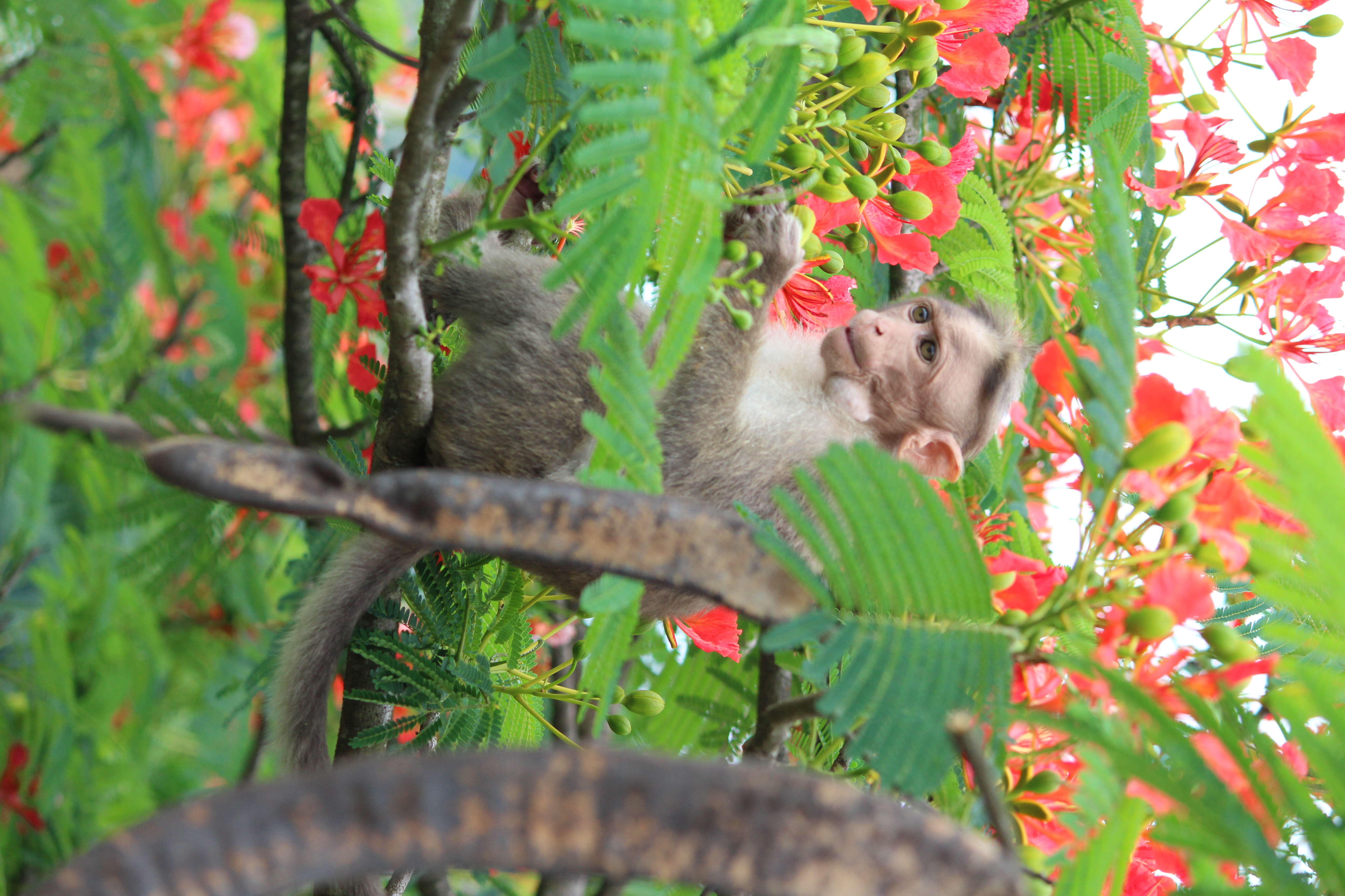 Image of Bonnet Macaque