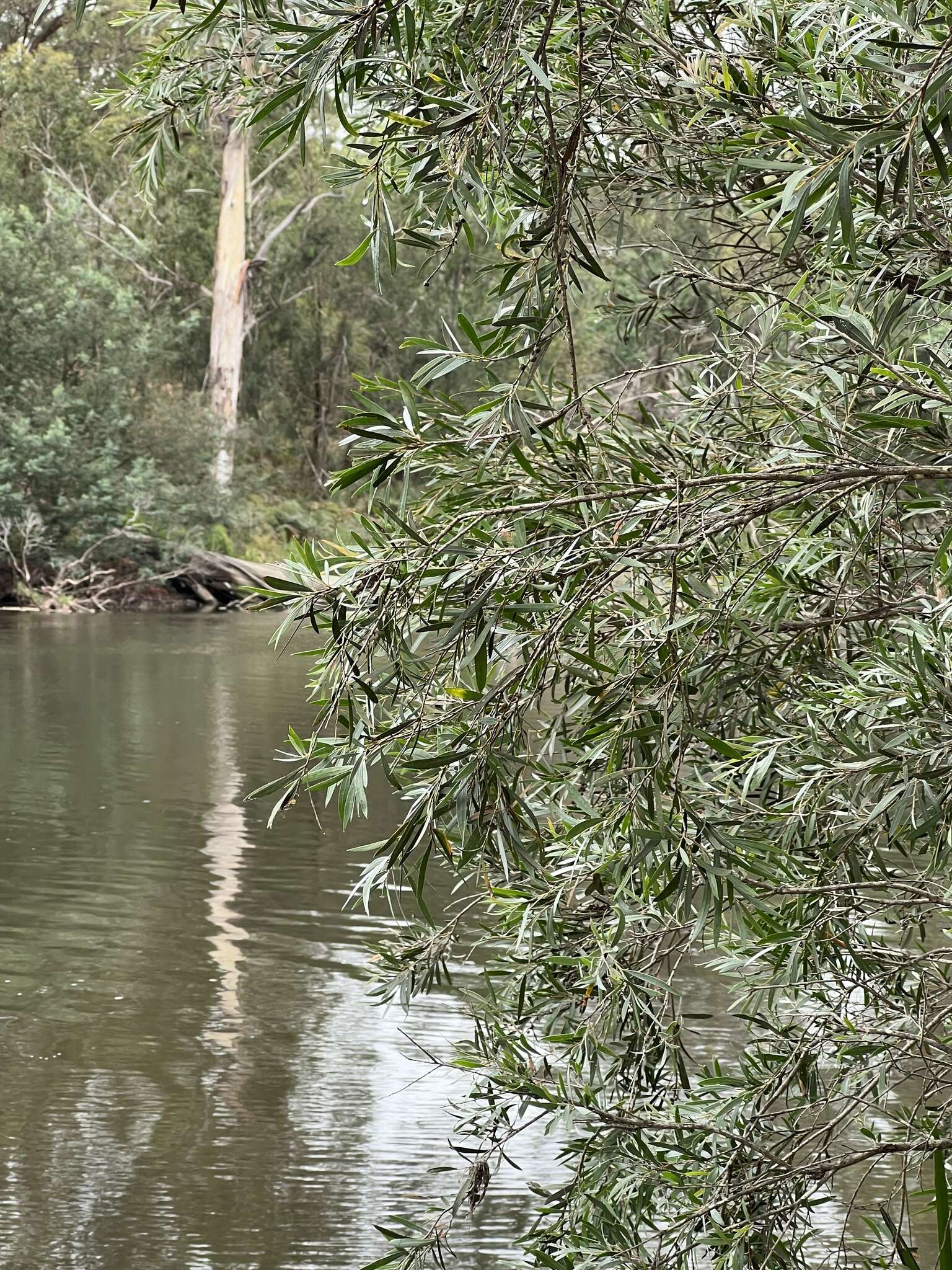 Image of river bottlebrush