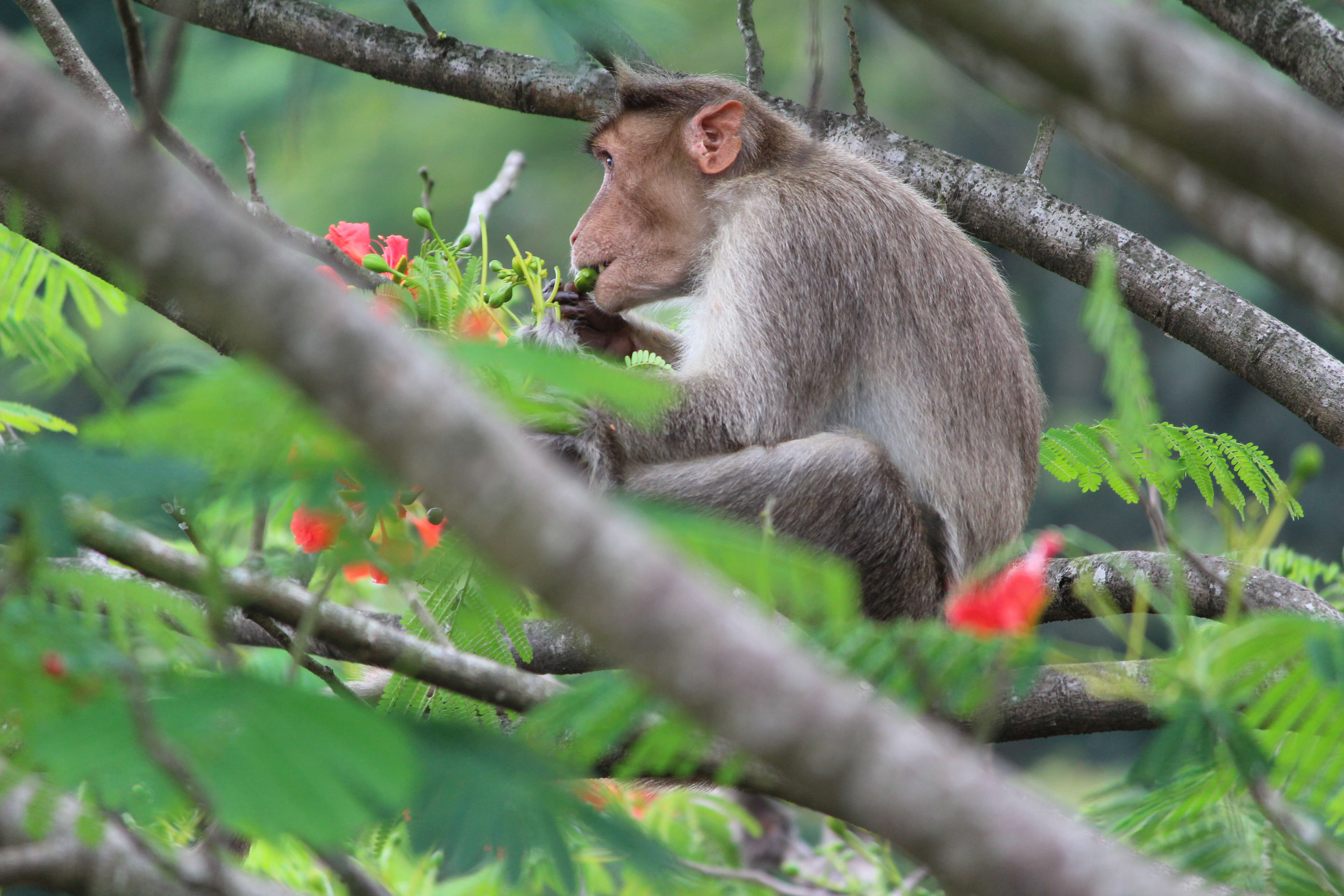 Image of Bonnet Macaque