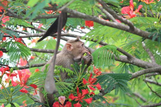 Image of Bonnet Macaque