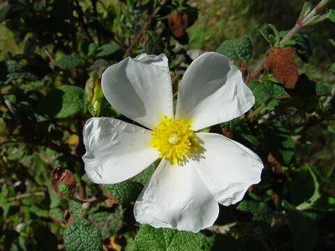 Image of salvia cistus