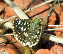 Image of Spialia spio Linnaeus 1764