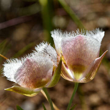 Calochortus coxii M. R. Godfrey & Callahan resmi