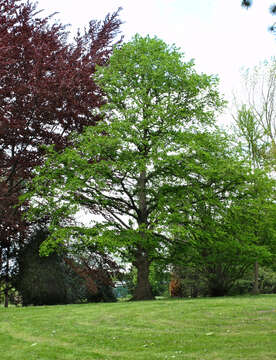 Imagem de Corylus colurna L.