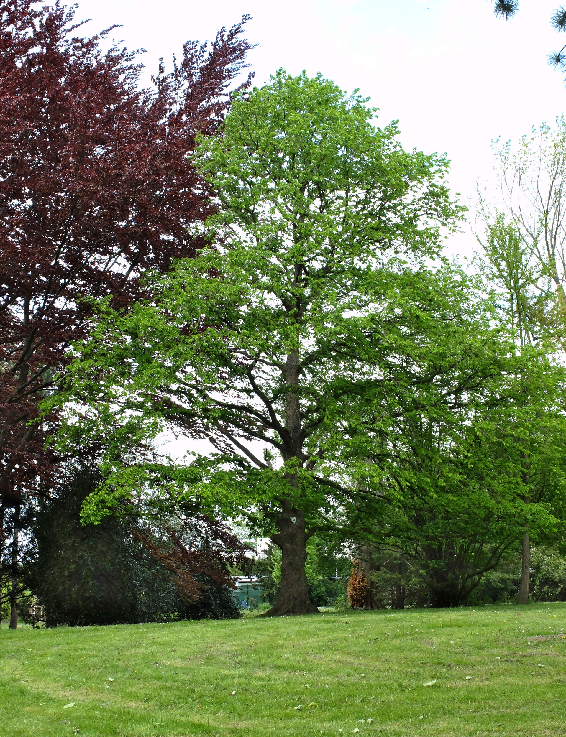 Image of Turkish Hazel