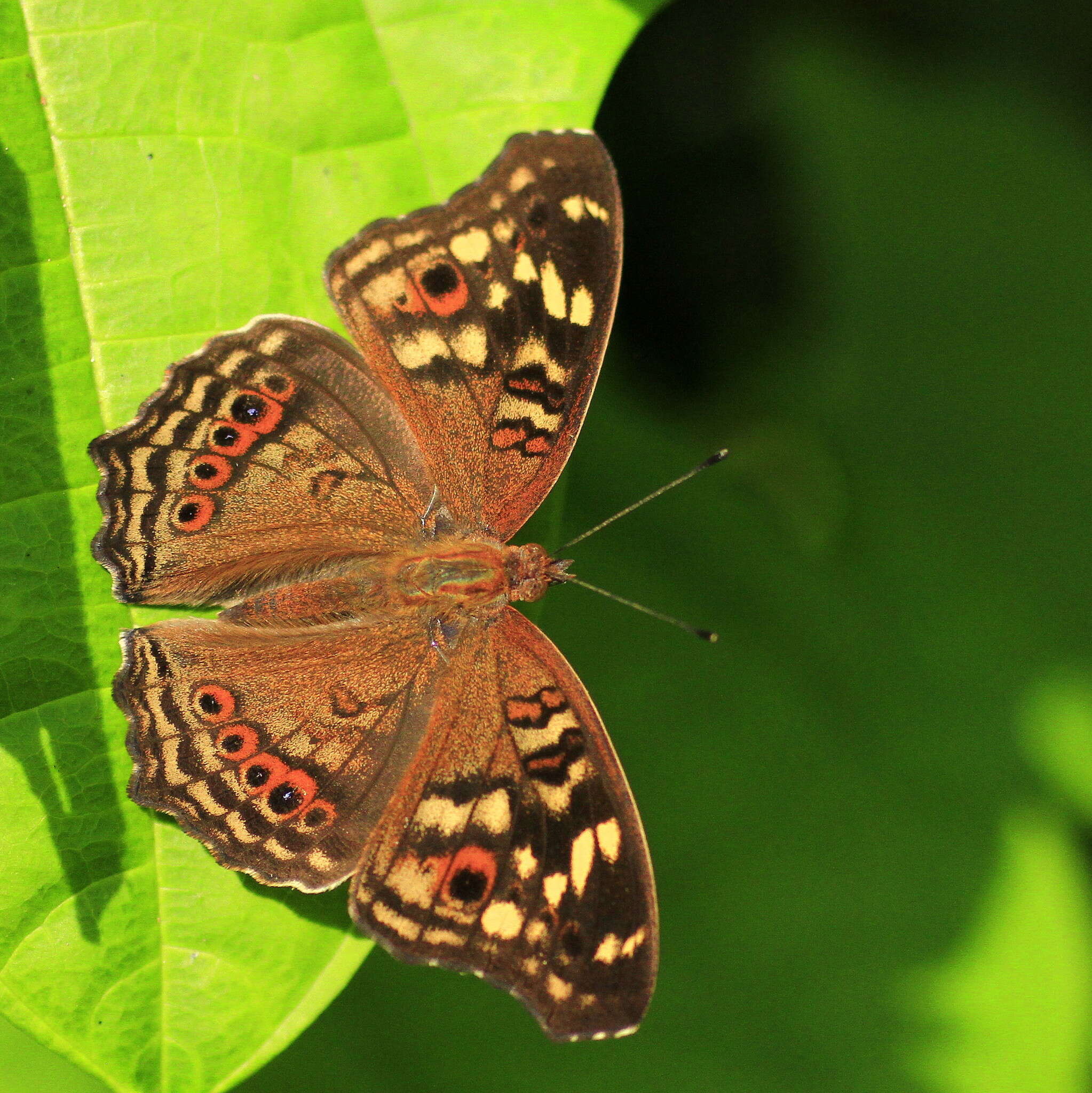 Image of Junonia erigone Cramer 1779