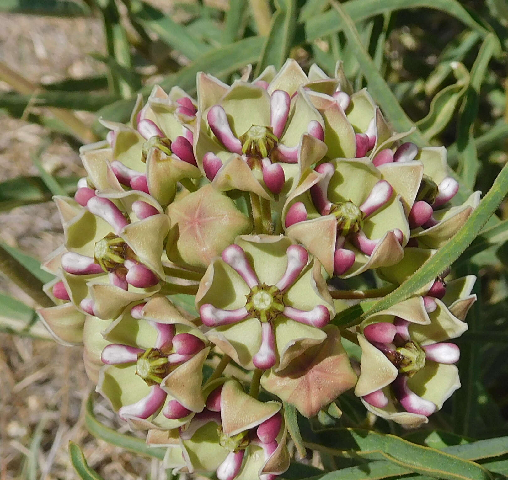 Image of spider milkweed