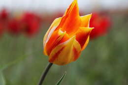 Image of Tulipa suaveolens Roth