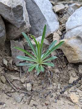 Image of Campanula speciosa Pourr.