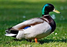 Image of Common Mallard