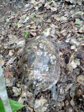 Image of Mexican Spotted Terrapin