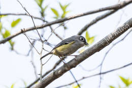 Imagem de Pteruthius xanthochlorus Gray, JE, Gray & GR 1847